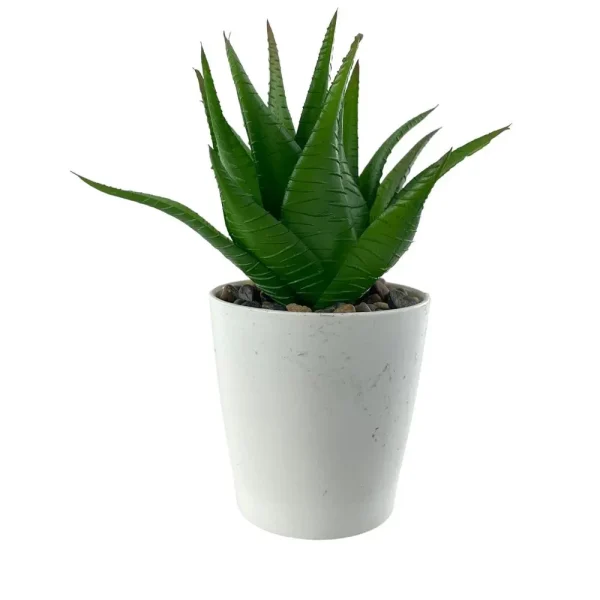 Planta con pote 7 x 7 x 12 cm