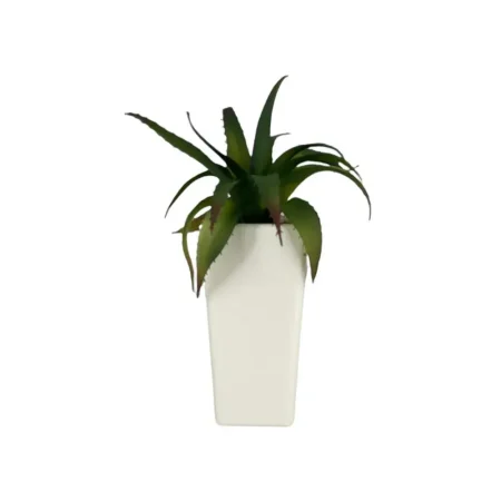 Planta con pote 12 x 12 x 23 cm