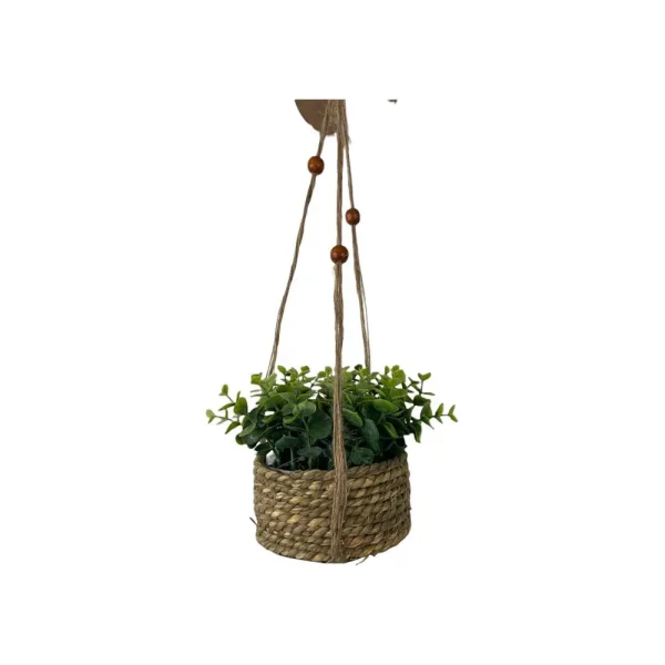 Planta con pote 18 x 18 x 15 cm